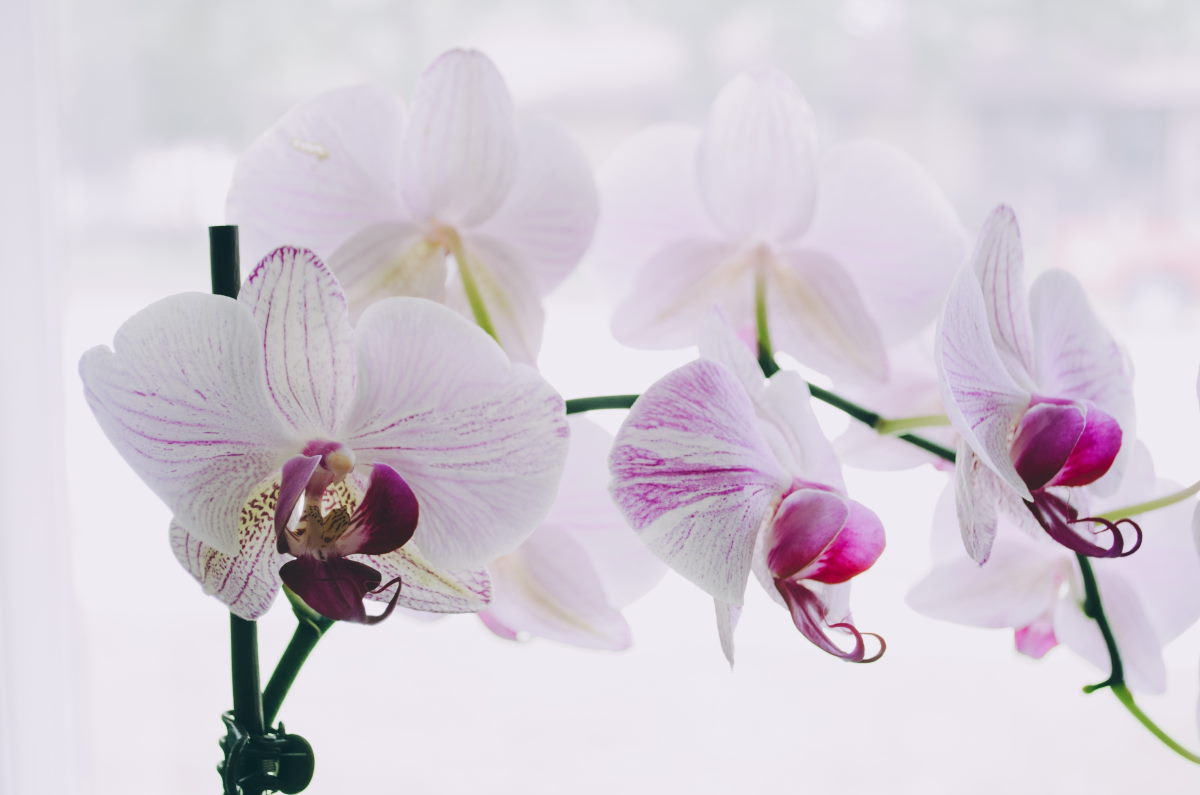 Красота природы: орхидея