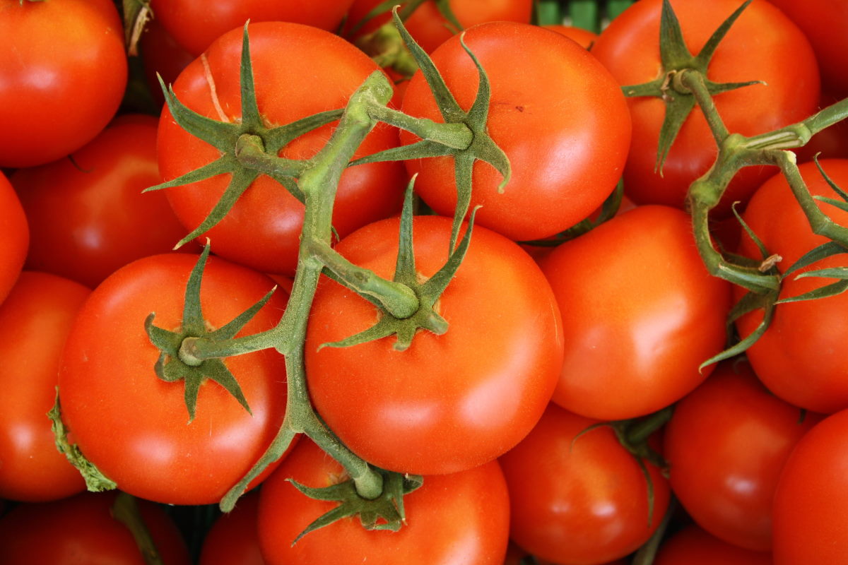 Развенчан миф о хранении помидоров