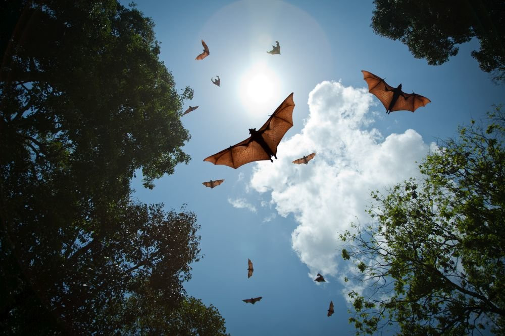 В ВОЗ заявили о возможности пандемии из-за вируса Nipah